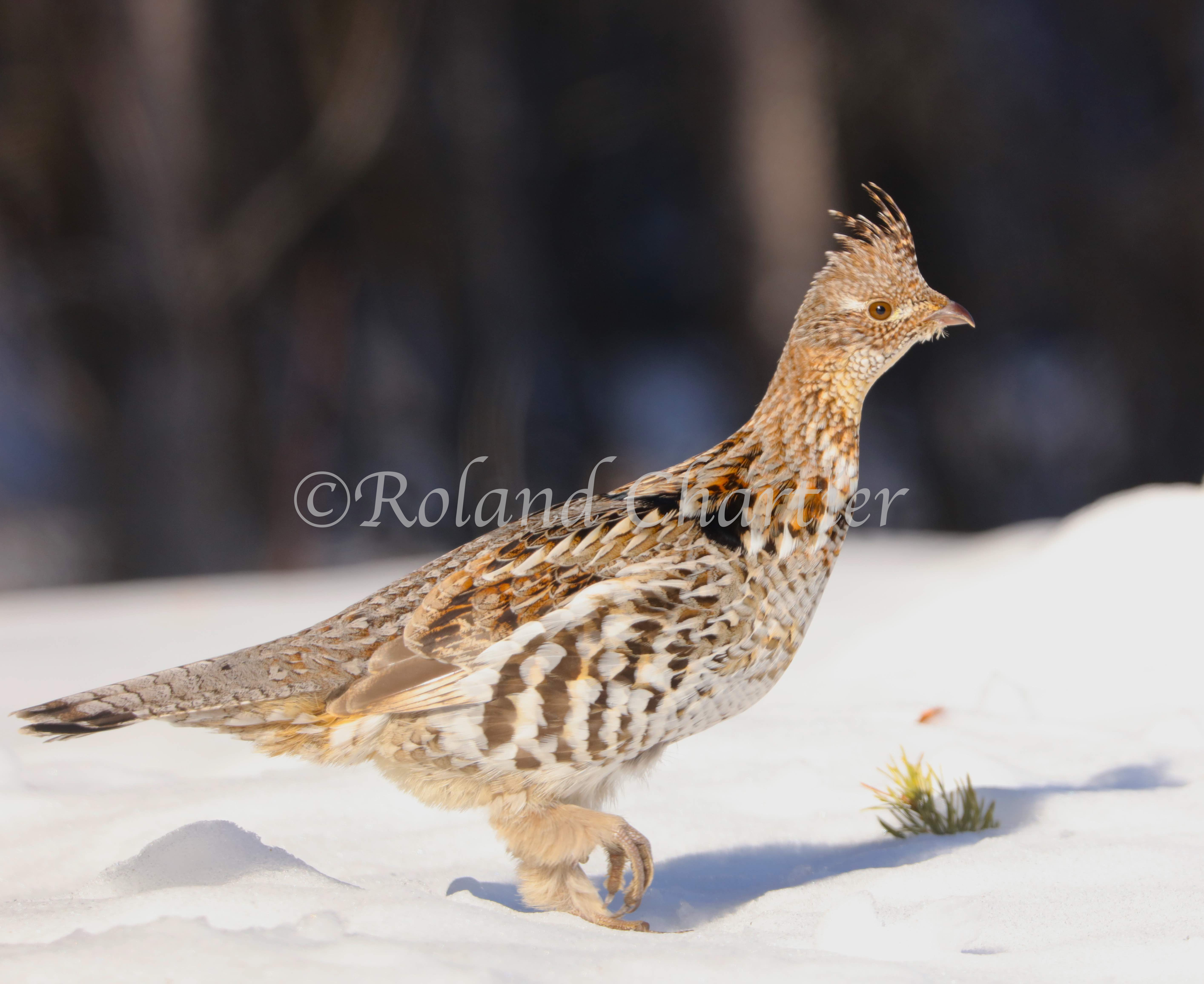 A grouse walking on snow